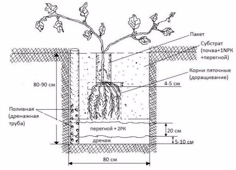 Как правильно посадить виноград пошагово, описание процесса и ухода