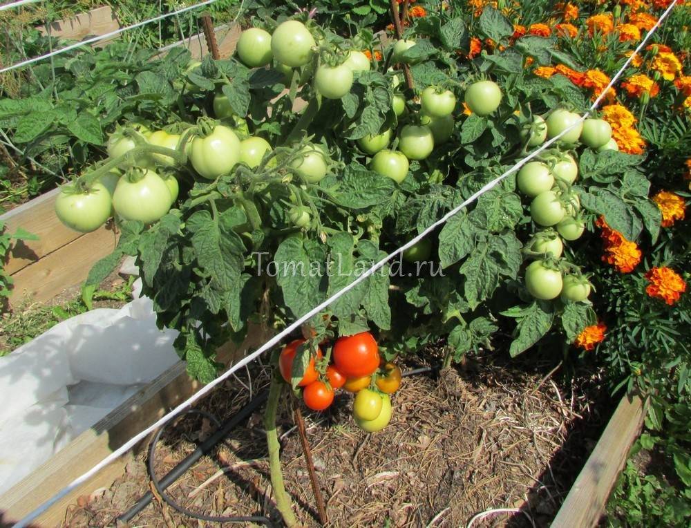 Томат красная шапочка: описание и характеристика сорта, особенности выращивания помидора, отзывы тех, кто сажал, фото