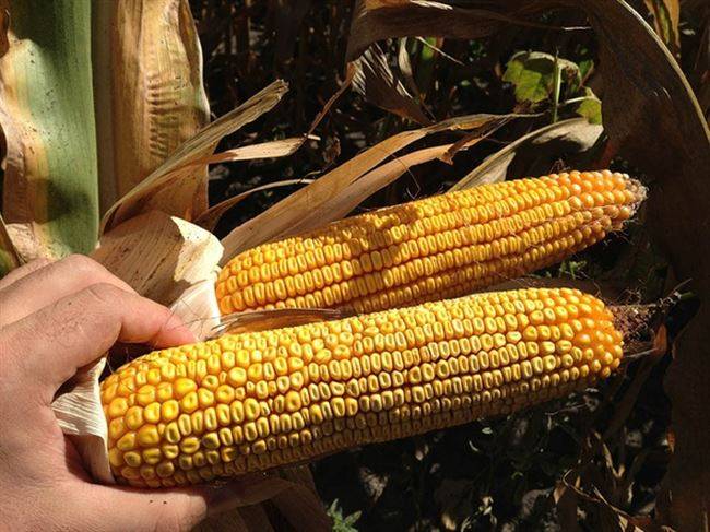 Семена кукурузы: описание, как выглядят, отличия гибрида от обычных сортов, хранение