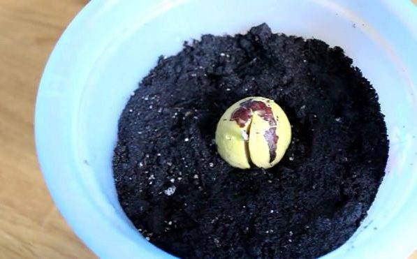 Выращивание винограда из косточки: посев семян в домашних условиях