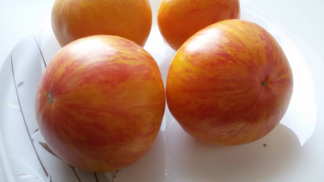 Томат большой полосатый кабан: характеристика и описание сорта, урожайность с фото