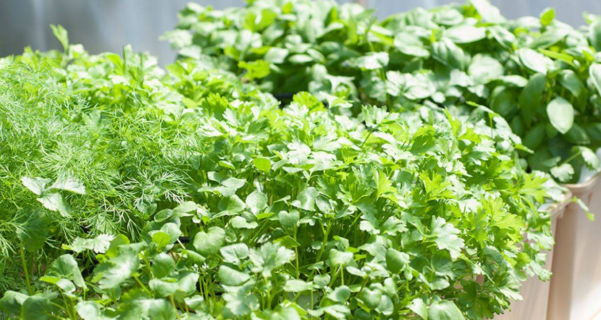Гидропоника: бытовые установки для выращивания цветов, зелени и овощей — викистрой