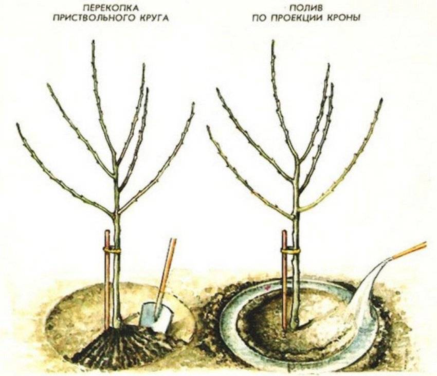 Как сажать яблоню летом. Приствольный круг яблони. Схема посадки саженца яблони. Перекопка приствольного круга у яблонь. Приствольный круг вокруг яблони.