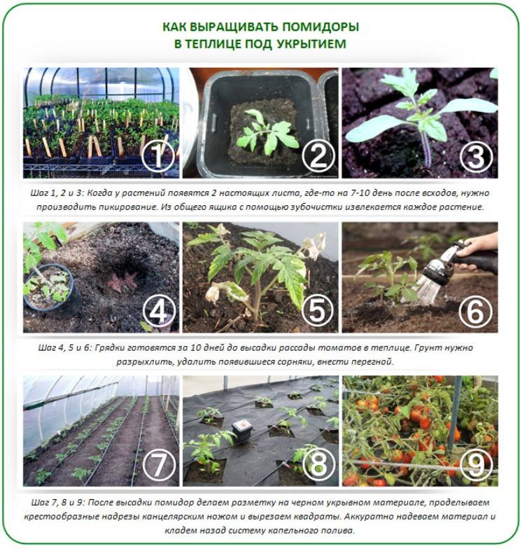 Когда можно садить помидоры в теплицу. Как правильно посадить рассаду в теплице из поликарбоната. Посадка помидор в теплицу. Теплица как высаживать рассаду. Как высадить рассаду помидоров в парник.