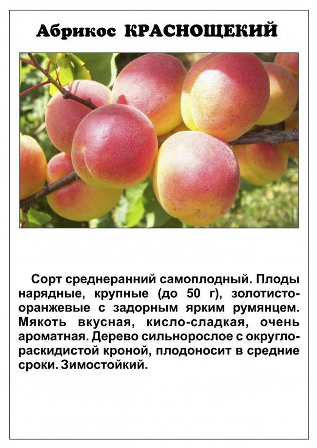 Посадка абрикоса сорта царский — описание и уход
