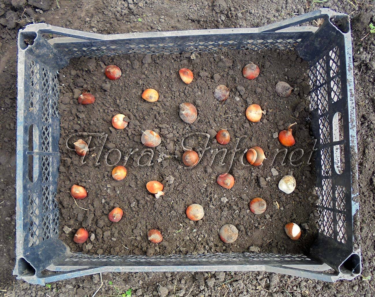 Сроки посадки тюльпанов, обработка луковиц и варианты посадки