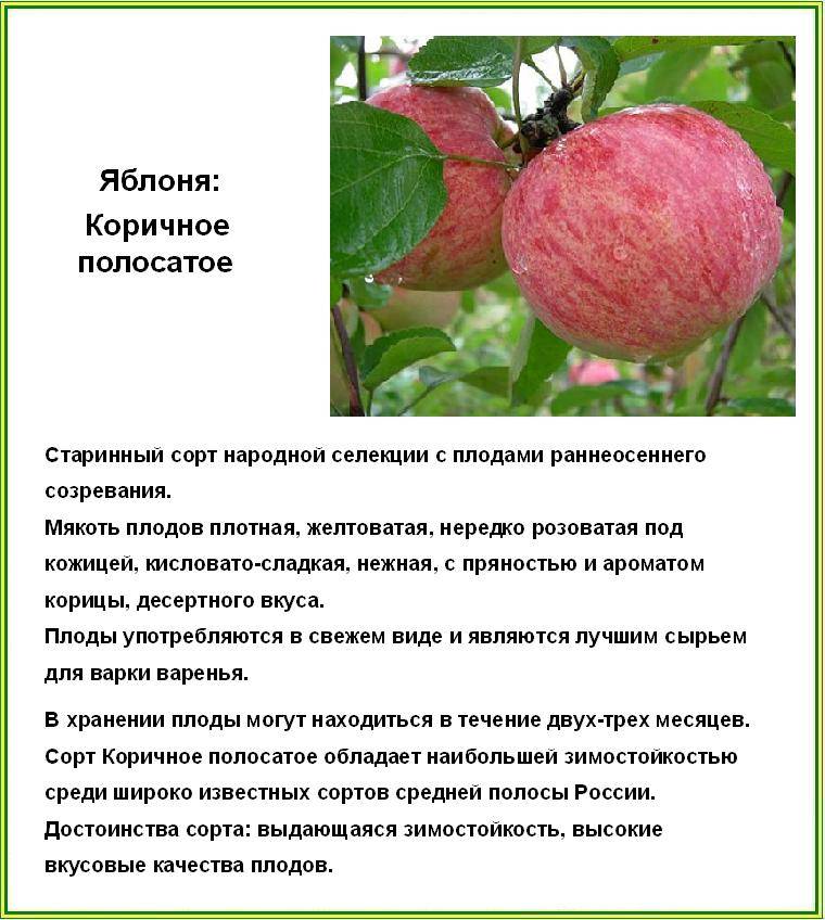 Яблоня коричное полосатое: описание сорта и его фото, посадка и уход