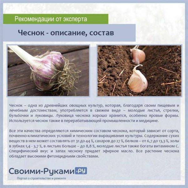 Чеснок сибирский гигант: описание сорта, отзывы, фото