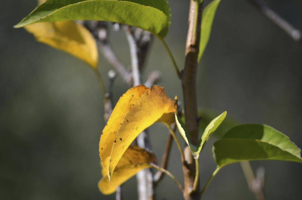Почему на яблоне желтеют листья и что делать