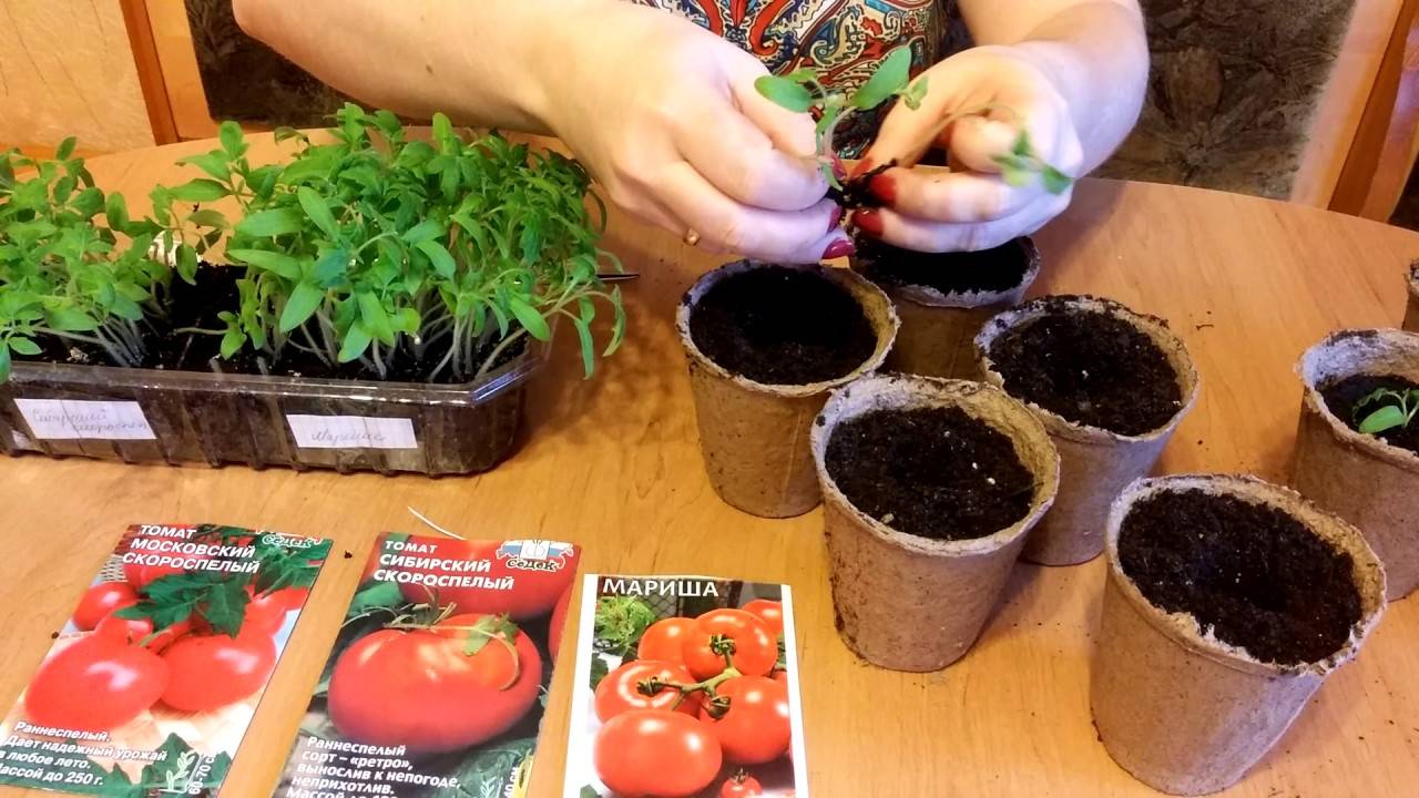 Китайский способ выращивания высокорослых томатов. как посеять семена и распикировать рассаду томатов китайским способом