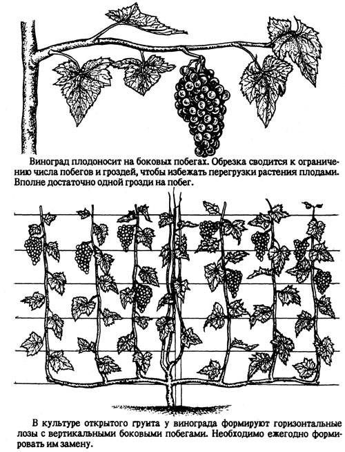 Виноград изабелла посадка и уход, подробная инструкция по обрезке и размножению черенками