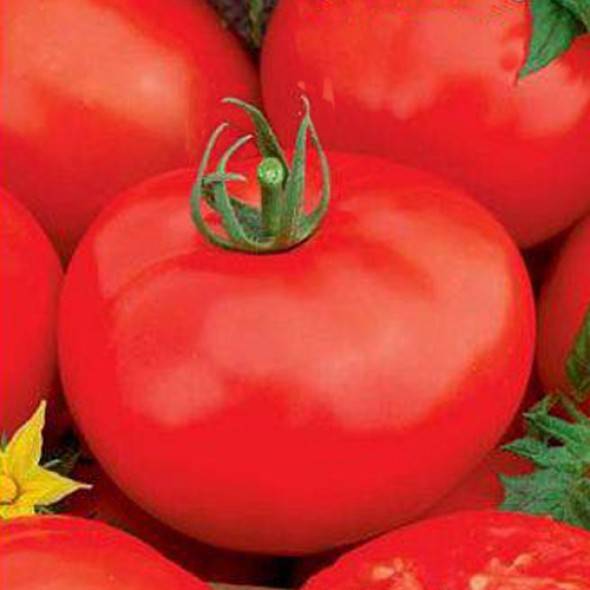 Характеристика помидоров андромеда: отзывы и фото