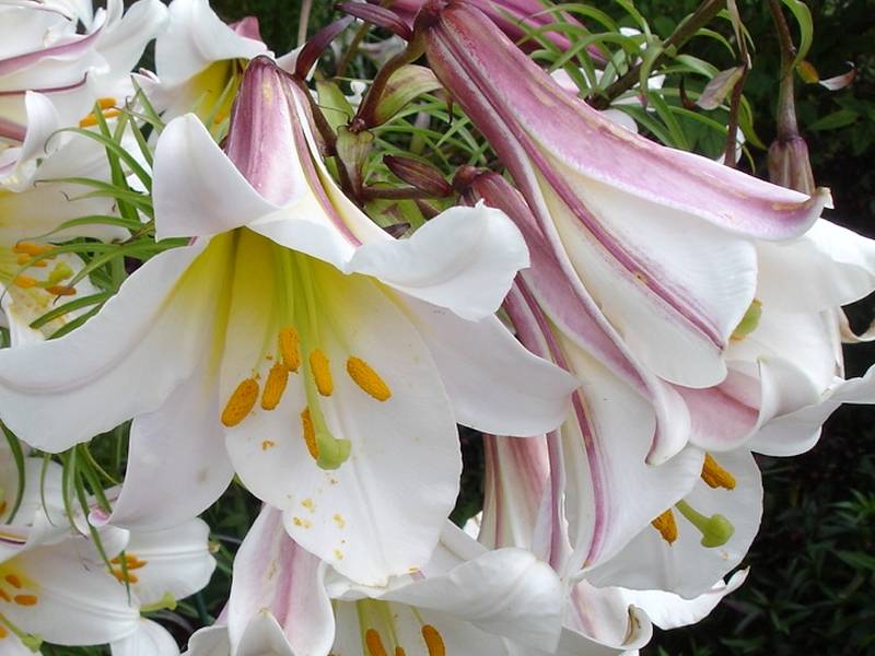 Лилии: уход и посадка в открытом грунте, выращивание и виды | клуб цветоводов
