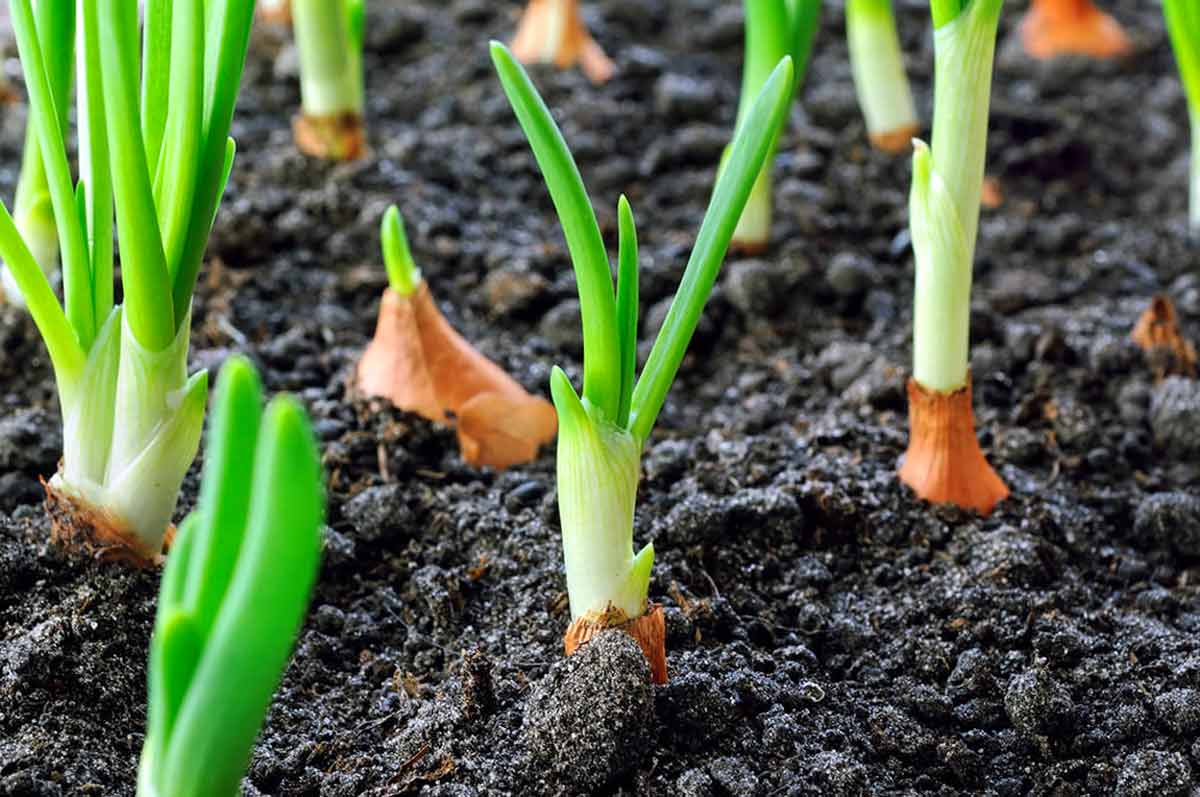 Как и когда сажать лук-севок в открытый грунт весной или осенью