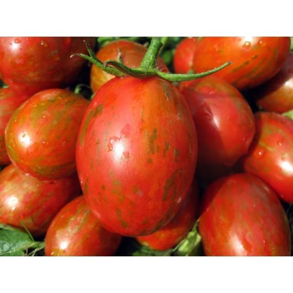 Описание томата Суперэкзотик и правила выращивания полосатых помидоров