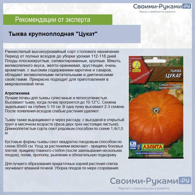 Тыква "кустовая оранжевая": описание и фото, особенности выращивания