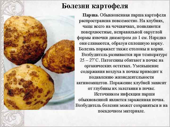 Вредители картофеля ? описание и лечение: фото, кто ест картошку в земле, борьба с ними | qlumba.com