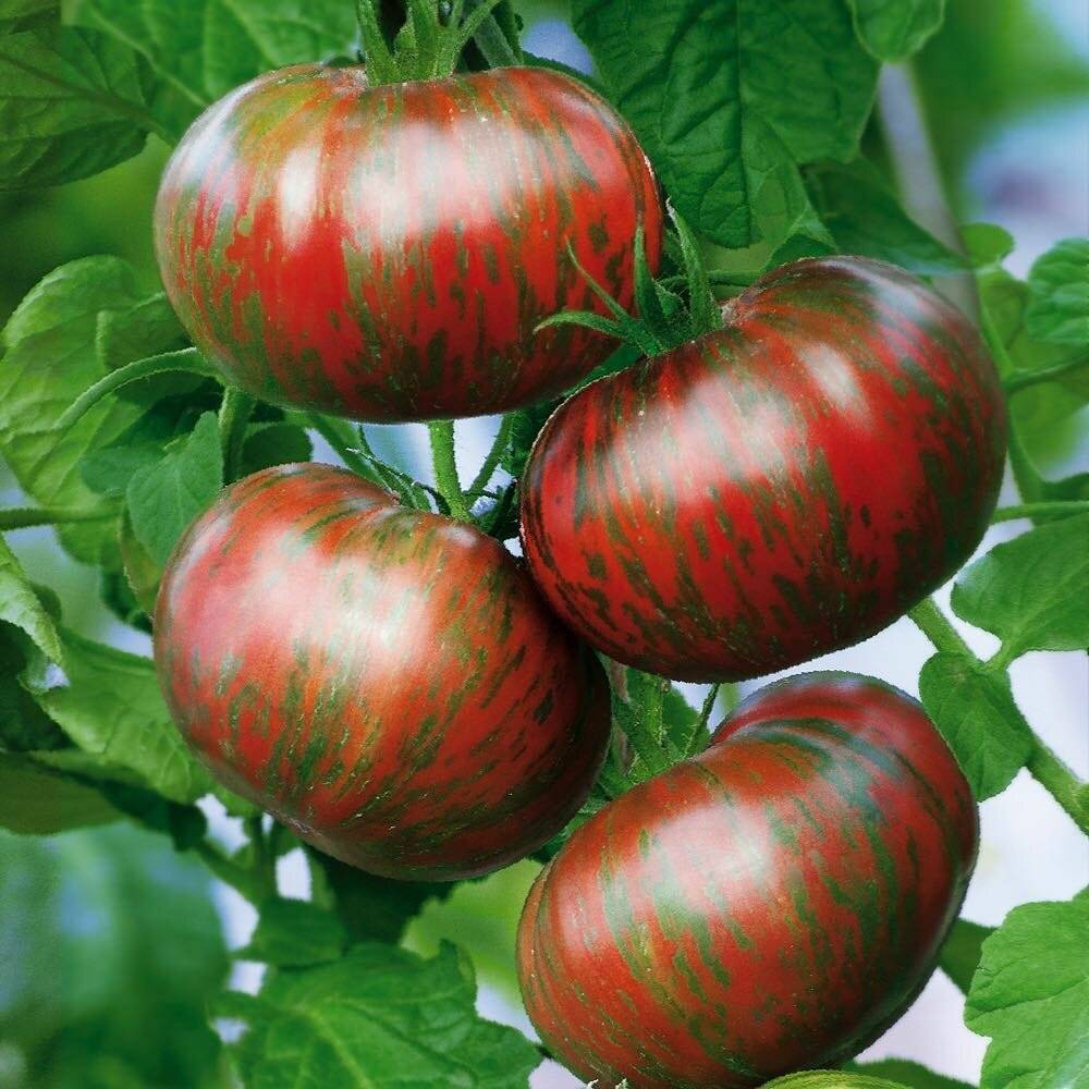 Описание сорта томата тигренок и особенности выращивания – дачные дела