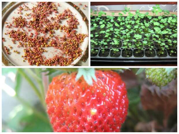 Как выращивать семена клубники, чтобы получить рассаду в домашних условиях
