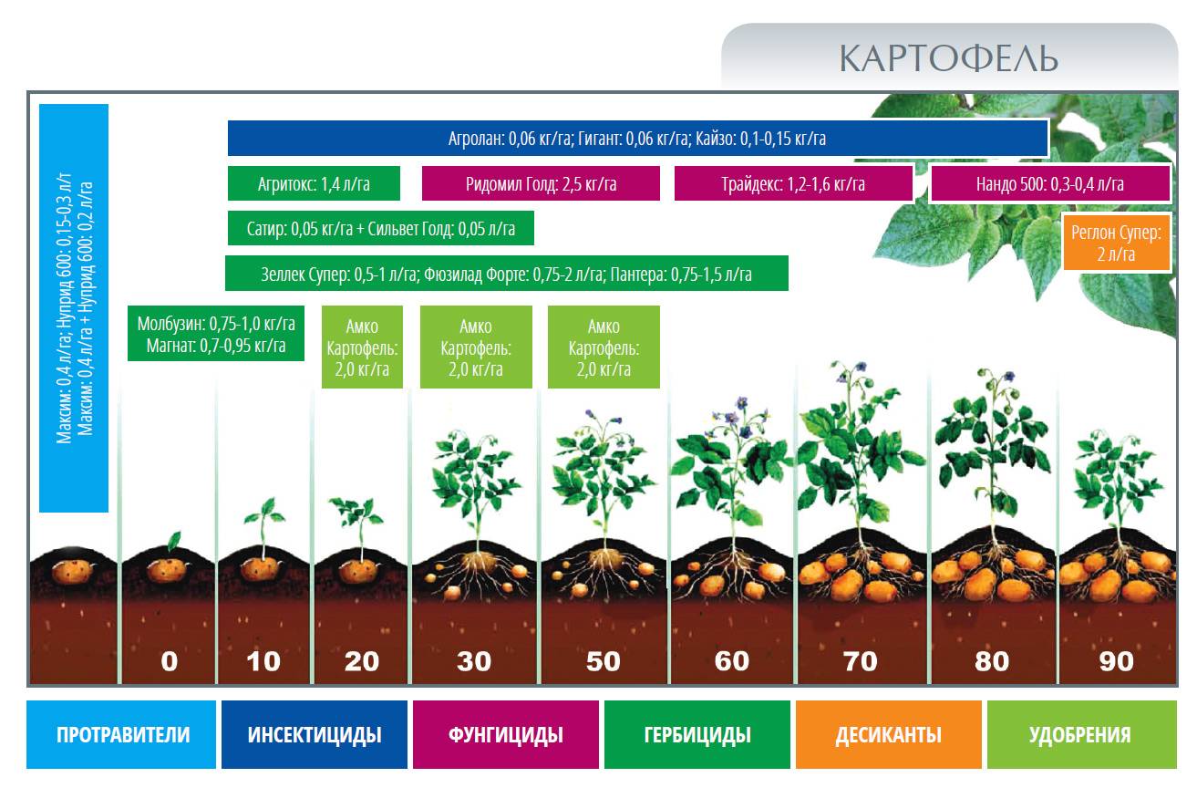 ᐉ сколько растет картошка от посадки до урожая – период вегетации картофеля - zooshop-76.ru