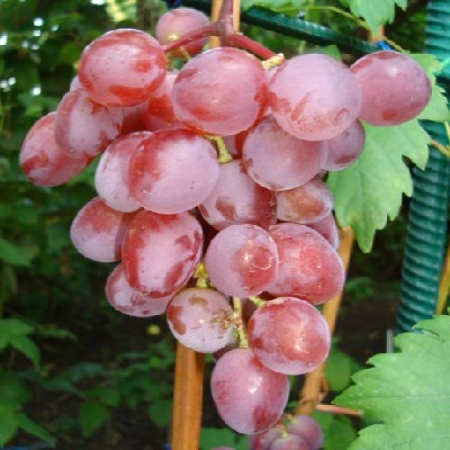 Виктория — один из самых вкусных сортов винограда