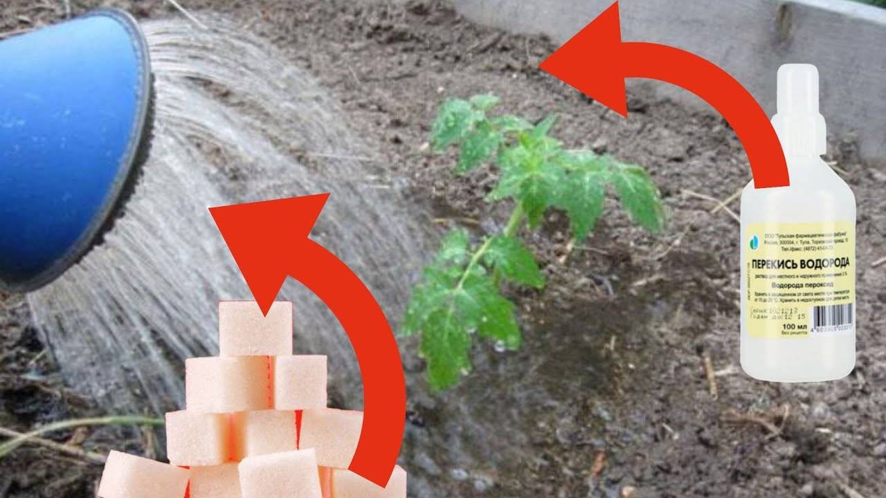 Полив помидоров перекисью водорода: как подкормить, для чего это нужно