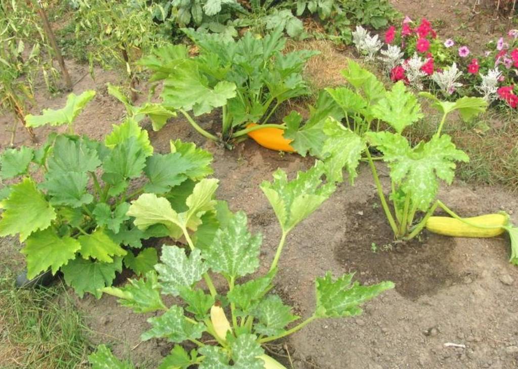 Кабачки - выращивание, уход, сбор и хранение урожая