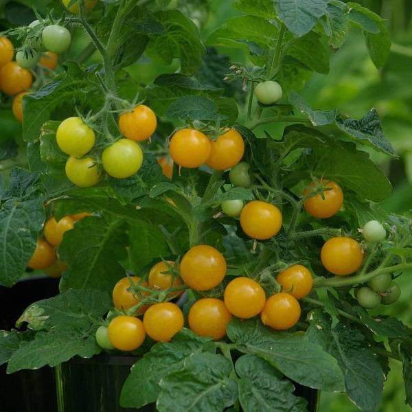 Характеристика и описание сорта томата красная шапочка, выращивание и уход