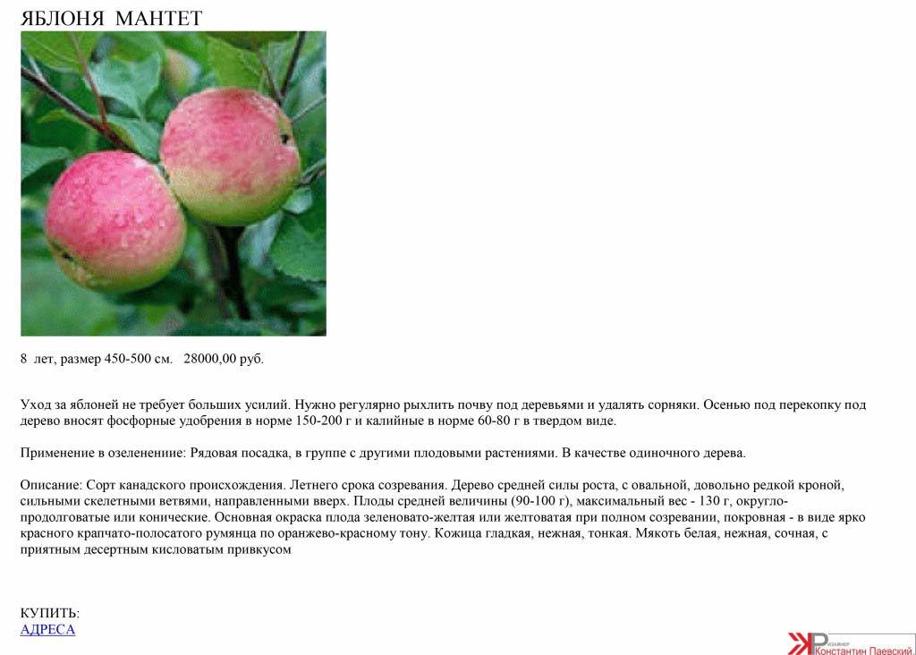 Осенняя яблоня спартак: описание, фото