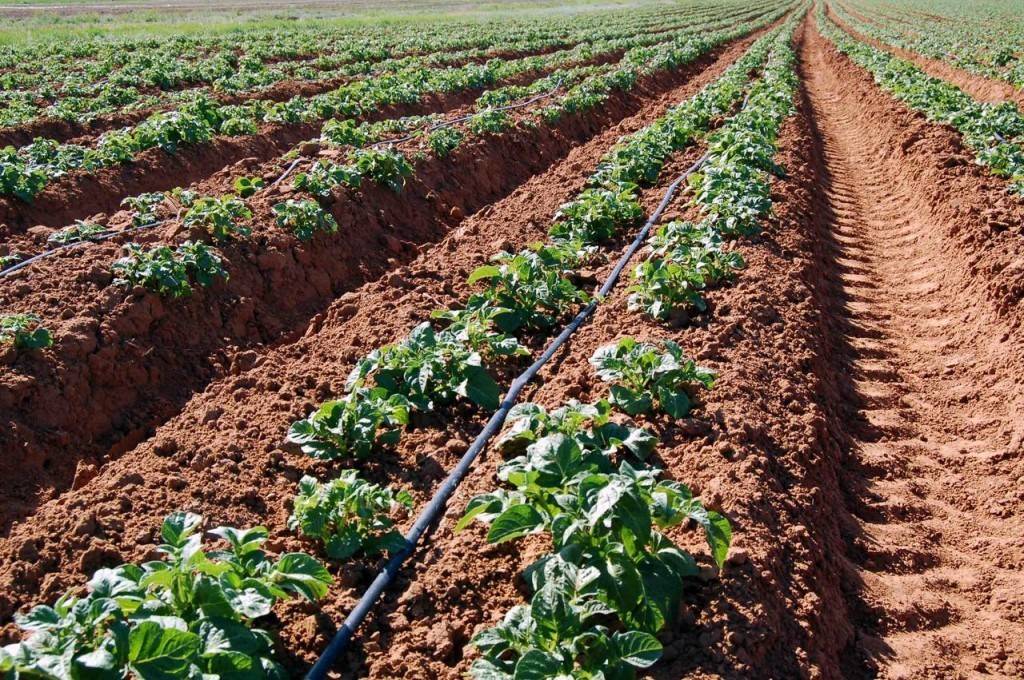 Выращивание картофеля по голландской технологии: изучаем поэтапно