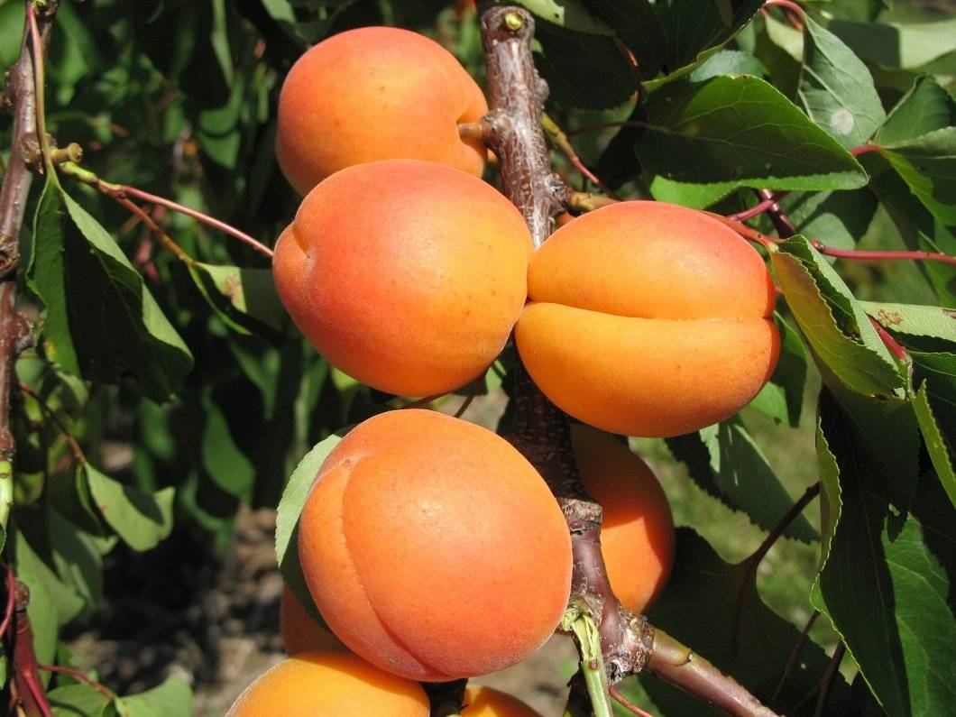 Описание и характеристика сорта абрикоса шалах ананасный и цурупинский, урожайность и выращивание