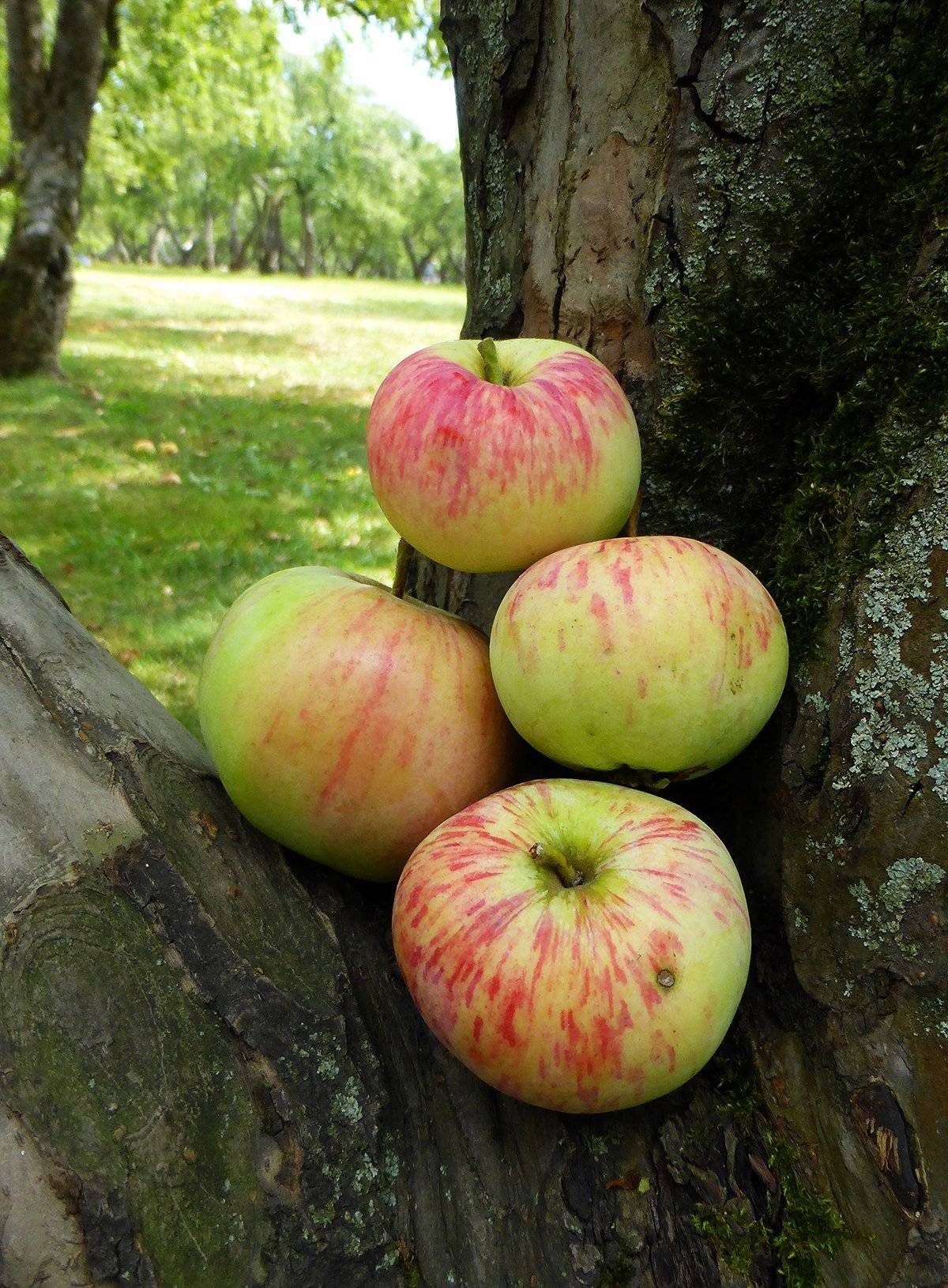 Зимостойкая яблоня коричное полосатое (коричневка)