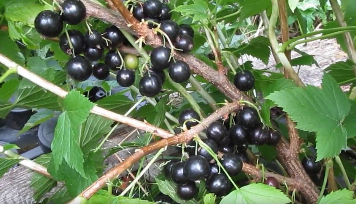 Чёрная смородина лентяй: описание особенностей, инструкция по выращиванию, сорта-опылители, отзывы садоводов
