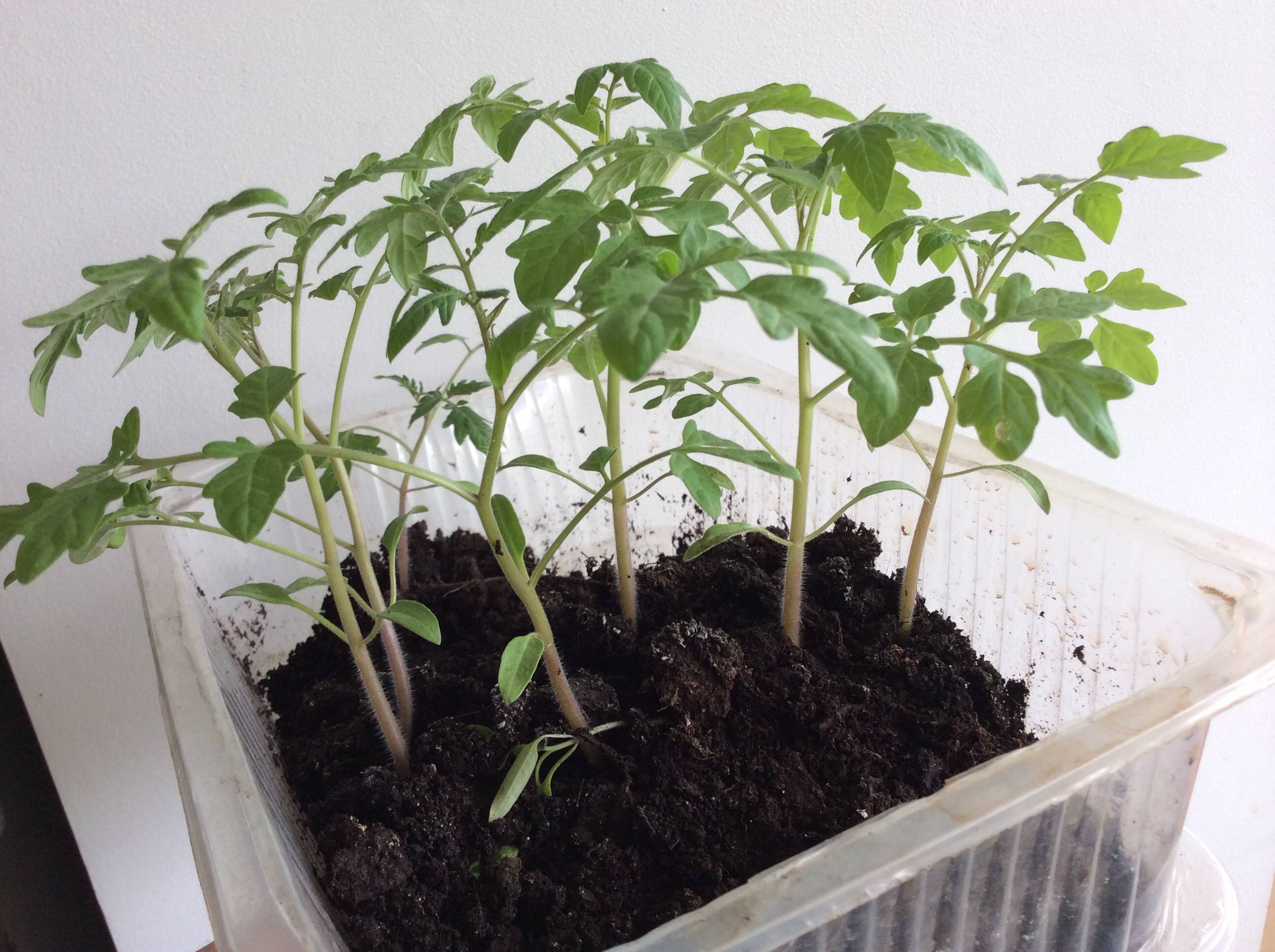Как посадить помидоры на рассаду правильно дома на подоконнике с фото и видео