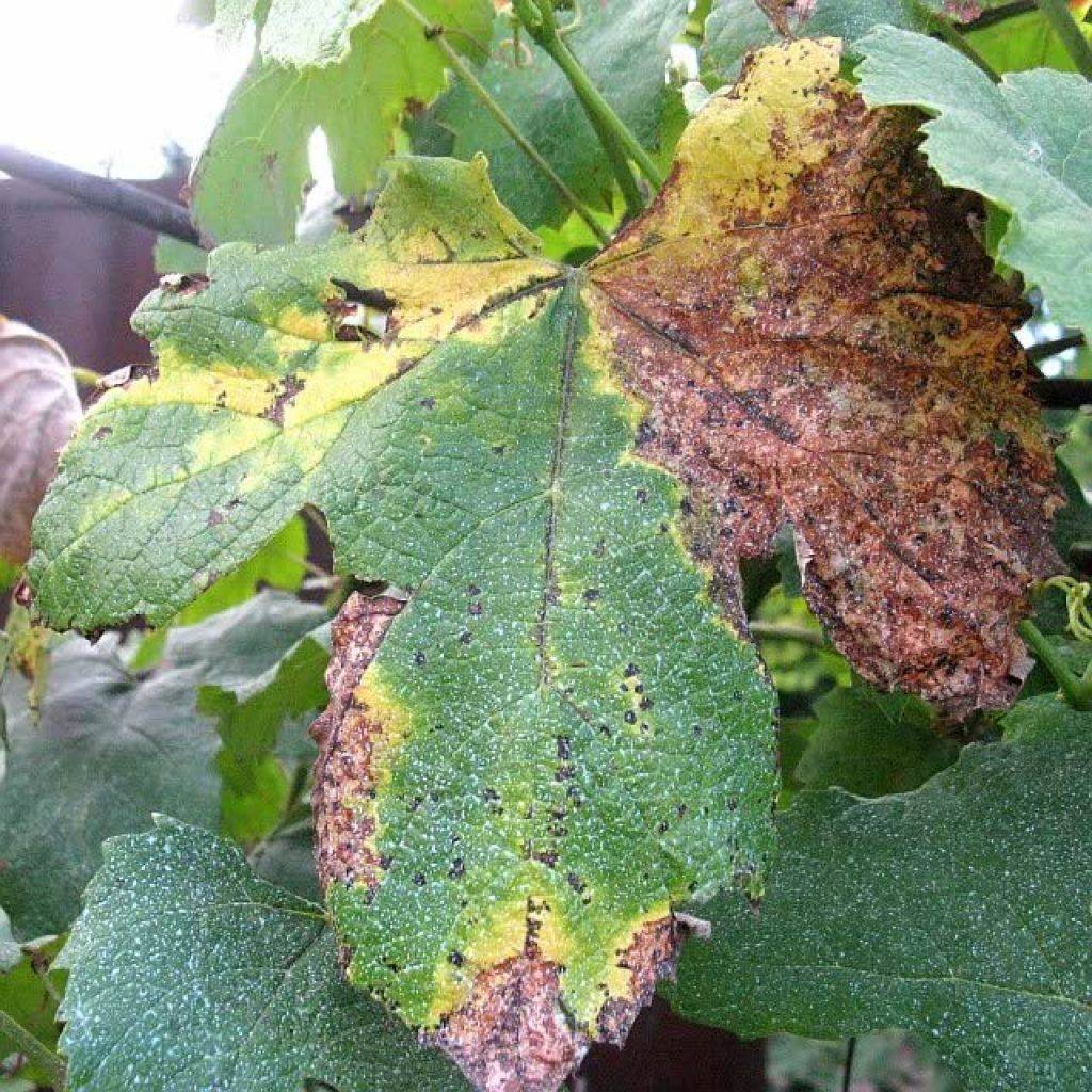 Хлороз винограда: причины пожелтения листьев и средства для их лечения (железный купорос, хелат железа)
