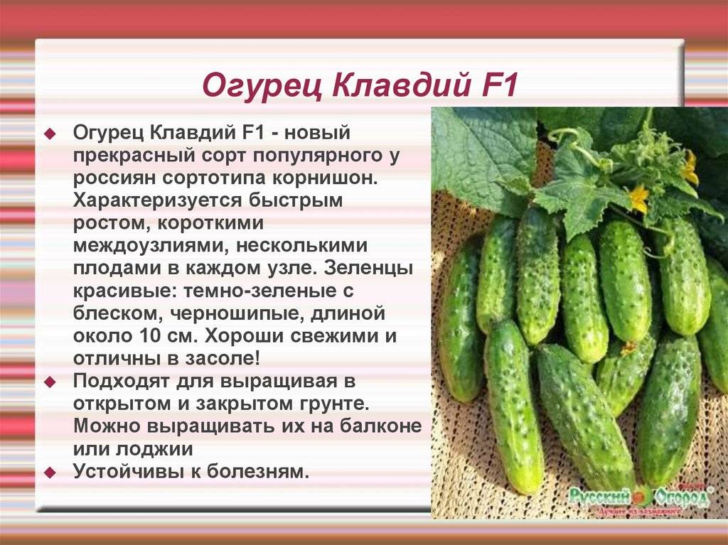 Огурец «клавдия»: описание характеристик сорта f1. посадка, уход, урожайность и выращивание из семян (фото)