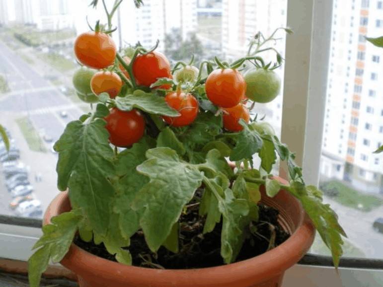 Вырастить помидоры черри на подоконнике и не сесть в лужу. советы эксперта.