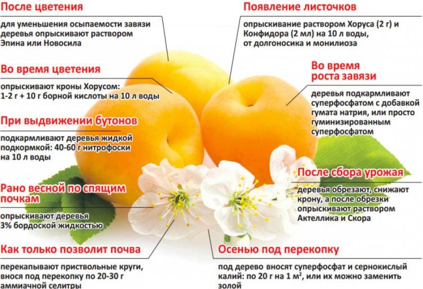Подкормка абрикоса летом: чем удобрить при плодоношении и после сбора урожая