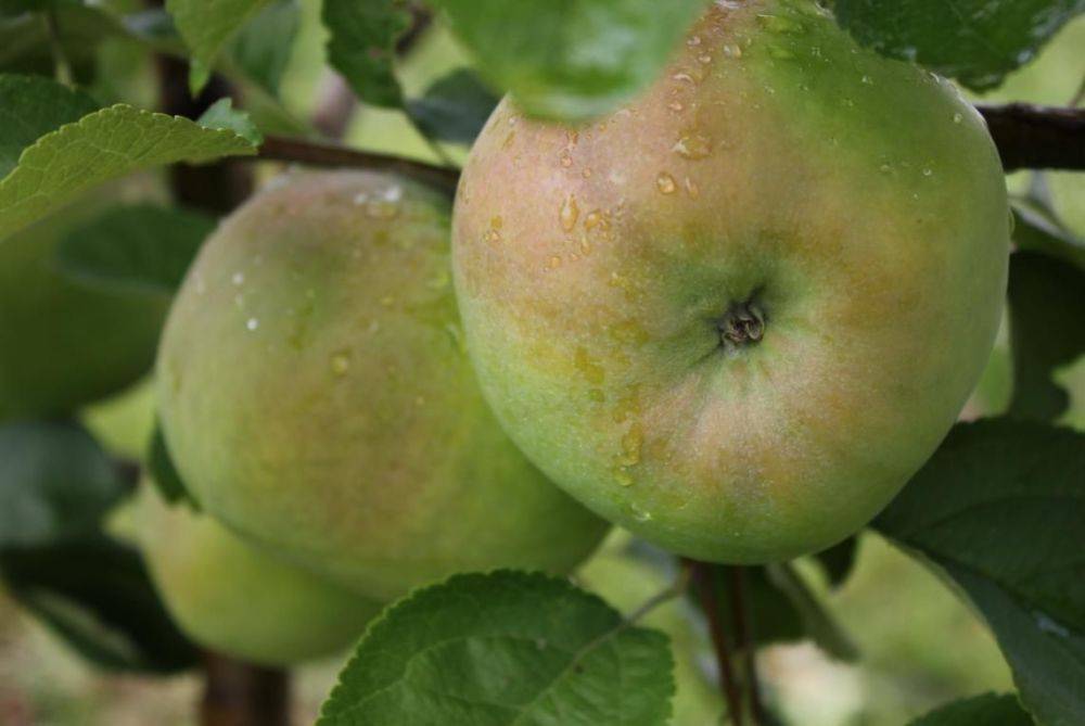 Хорошие и вкусные зимние сорта яблок
