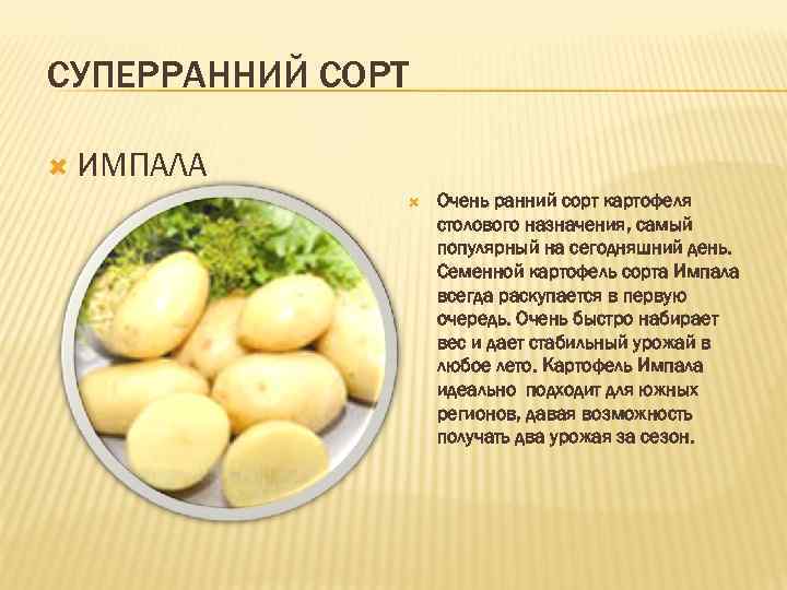 Картофель импала: описание и характеристики сорта, фото, хранение
