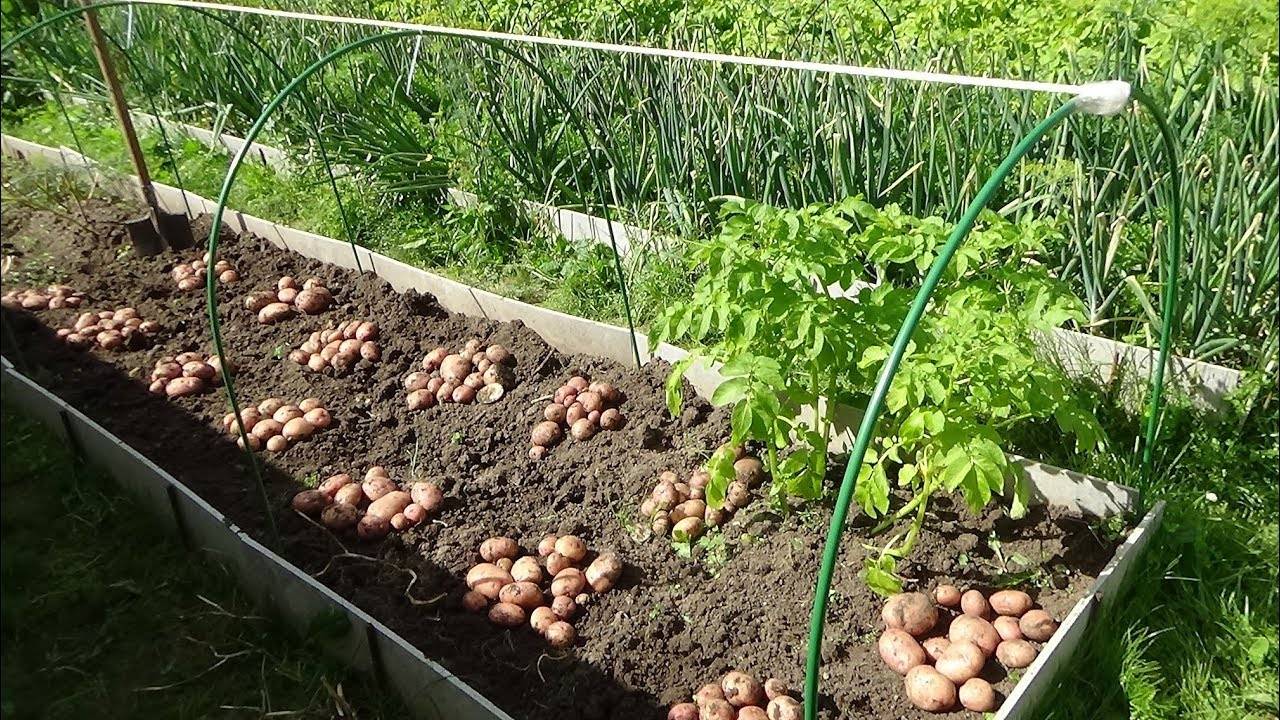 Выращивание картофеля: в открытом грунте и теплице, уход с фото и видео