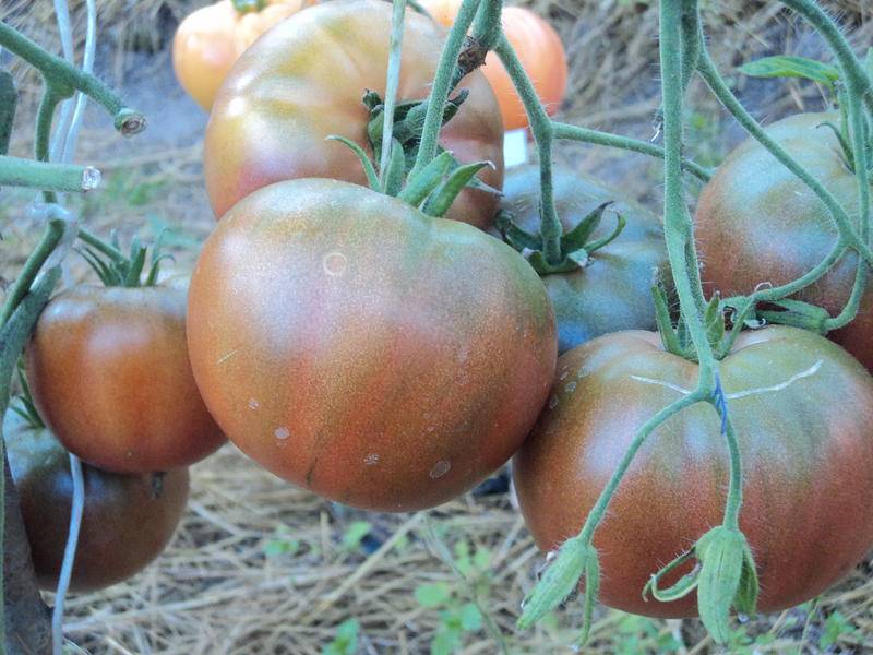 Характеристика томата Черный русский, агротехника выращивания