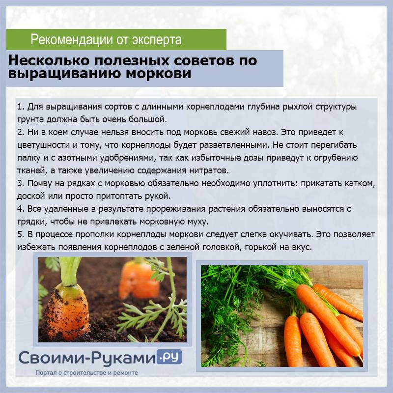 Как проредить морковь на грядке и есть ли способы посадки моркови без прореживания
