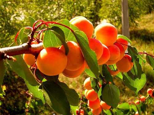 ✅ абрикос в сибири: выращивание и уход. сорта абрикосов для сибири - cvetochki-rostov-na-donu.ru