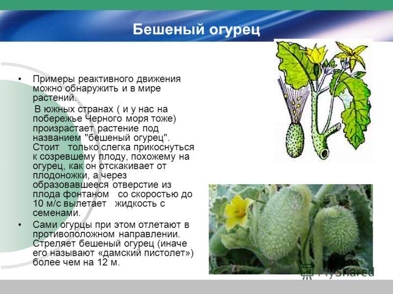 Бешеный огурец обыкновенный (эхиноцистис) — декоративное и лекарственное растение, размножение