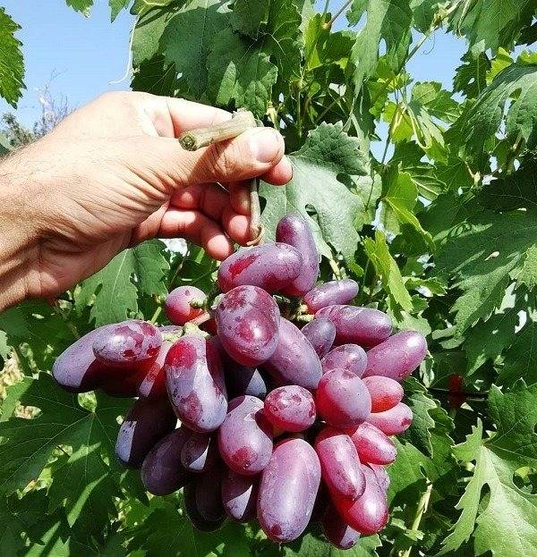 Сорт винограда байконур фото. Виноград Байконур. Сорт винограда Байконур. Сорт Байконур. Виноград плодовый Байконур.