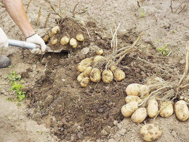 Как увеличить урожайность картофеля и получить большой выход с 1 га
