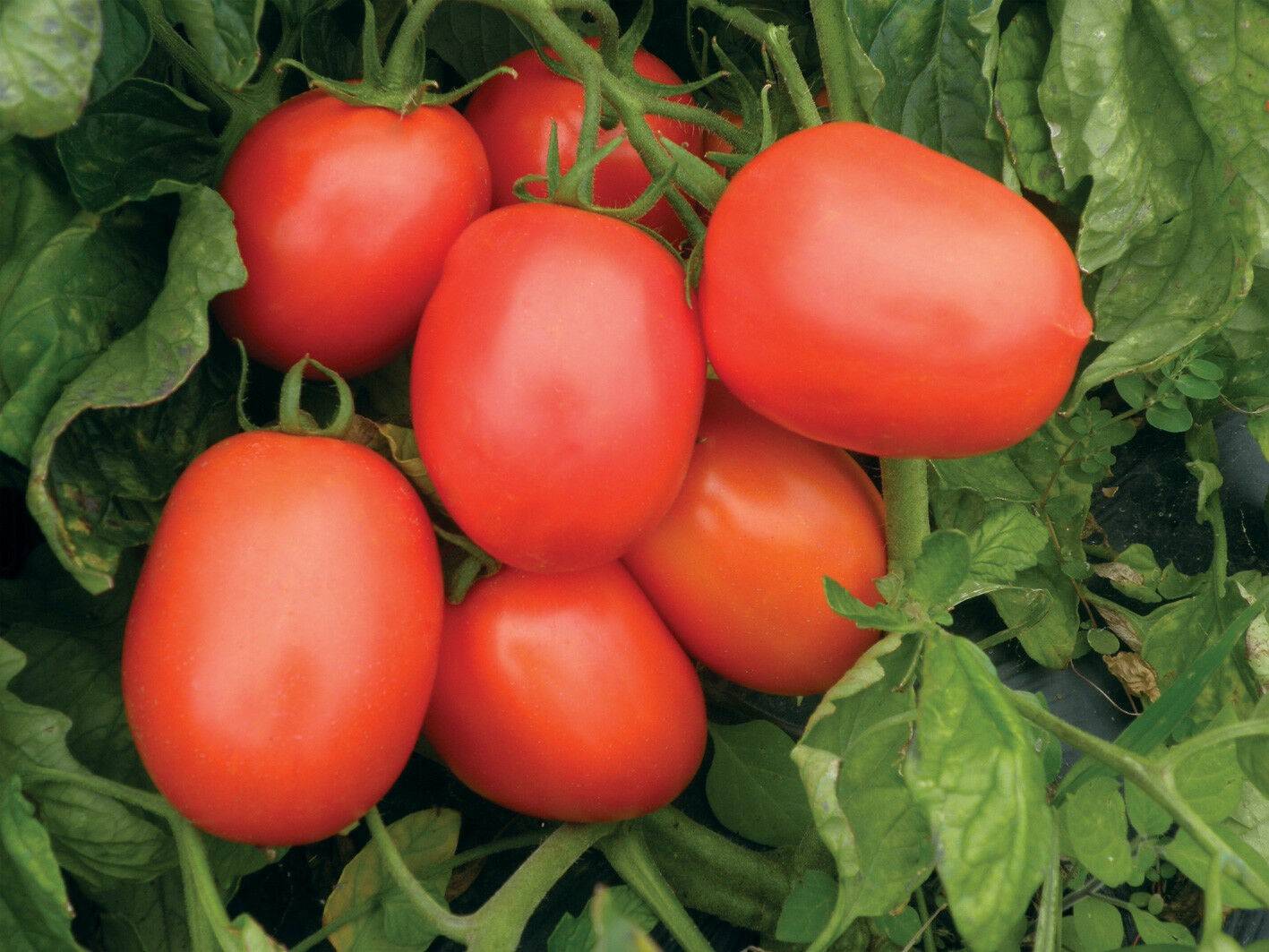 Характеристика и описание сорта помидоров рио гранде