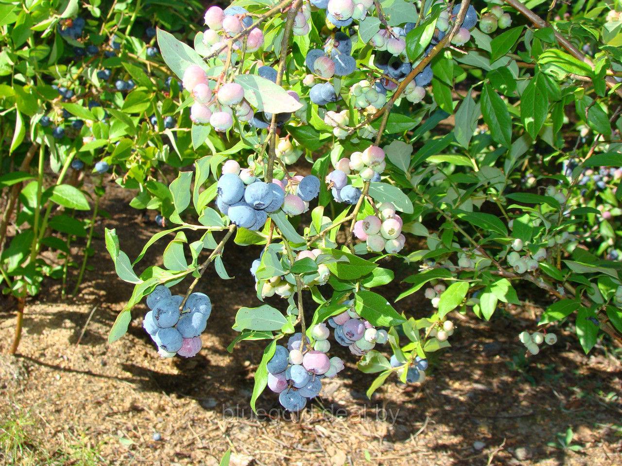 Голубика элизабет: описание ягодного сорта, отзывы, посадка и уход
