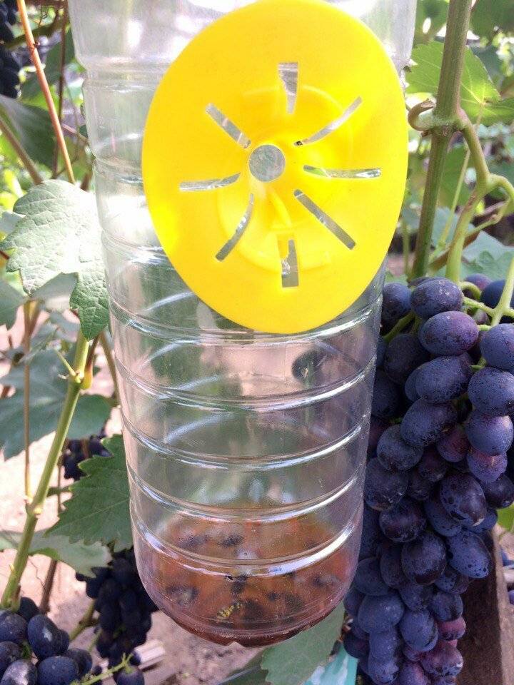 Как защитить виноград от ос: эффективный и проверенный метод